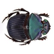 PHANAEUS HALFFTERORUM